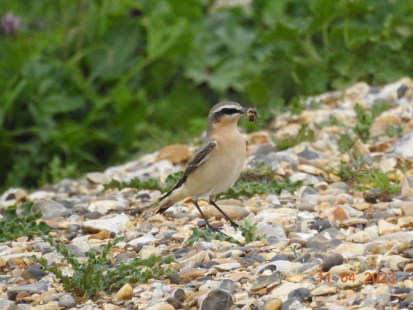 Wheatear, Beddington Farmlands (D Warren).