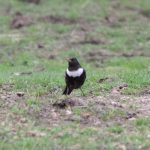 Ring Ouzel, Richmond Park (R Goodman).