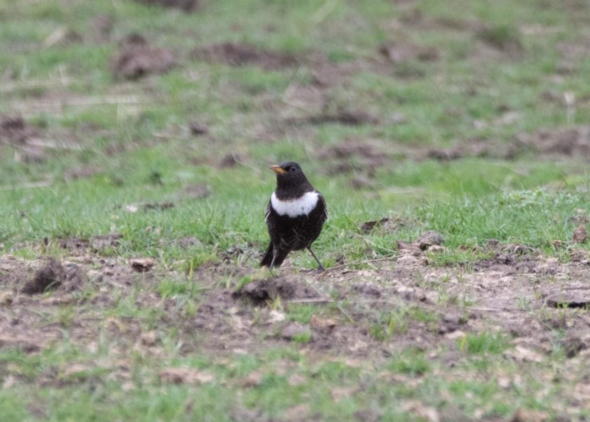 Ring Ouzel, Richmond Park (R Goodman).