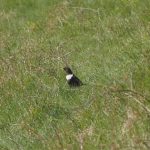 Ring Ouzel, Denbies Hillside (D Hasell).