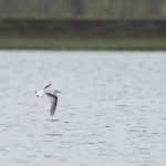 Little Gull, Island Barn Reservoir (D Harris).