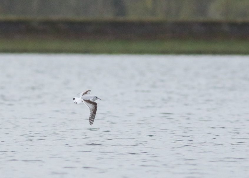 Little Gull, Island Barn Reservoir (D Harris).