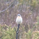 Wheatear, Thursley Common (M Lucas).