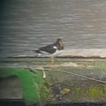 Oystercatcher, Mercers CP (I Kehl).