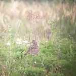 Whimbrel, London Wetland Centre (D Panchaud).