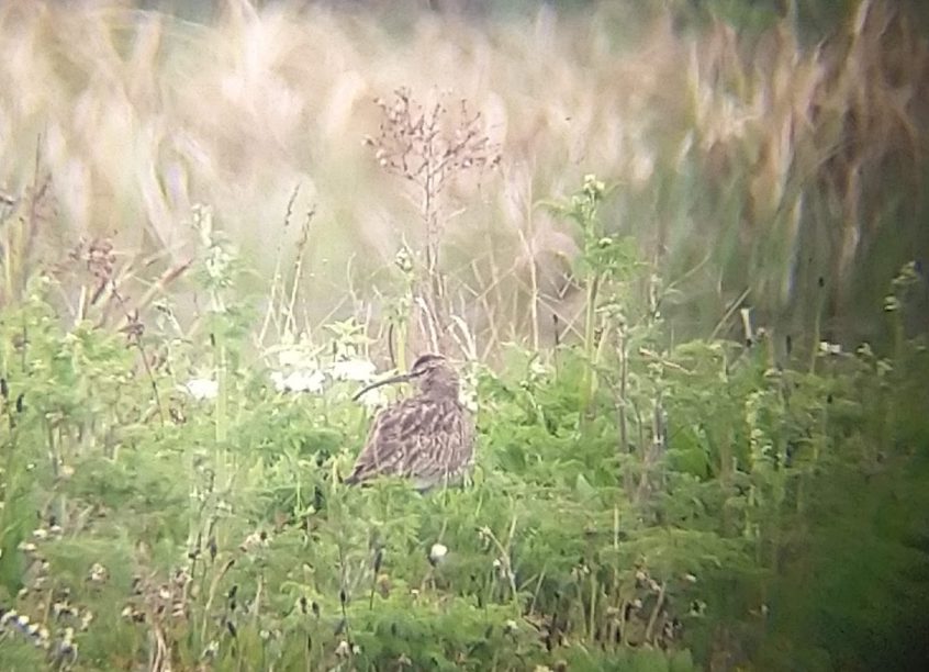Whimbrel, London Wetland Centre (D Panchaud).