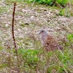 Turtle Dove, London Wetland Centre (M Bradbury).
