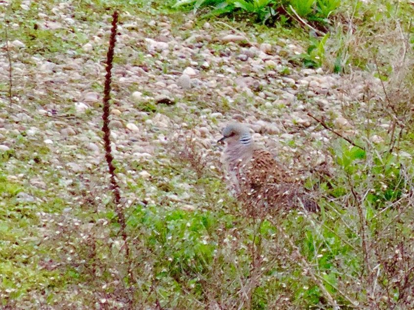 Turtle Dove, London Wetland Centre (M Bradbury).