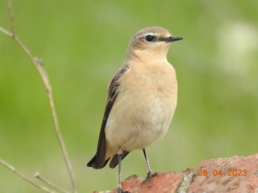 Wheatear, Beddington Farmlands (D Warren).