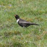 Ring Ouzel, Denbies Hillside (C Kemp).
