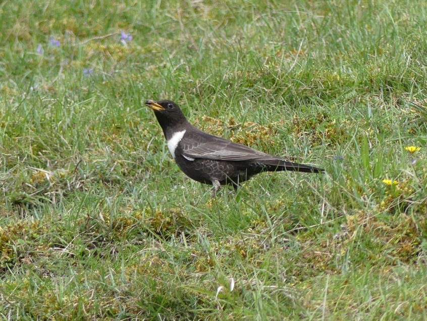 Ring Ouzel, Denbies Hillside (C Kemp).