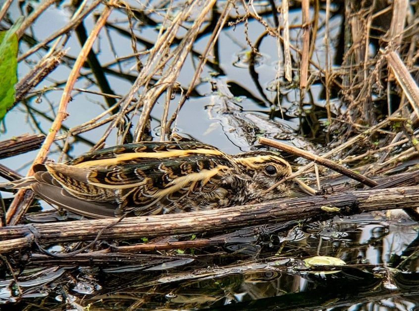 Jack Snipe, Beddington Farmlands (D Bulling).