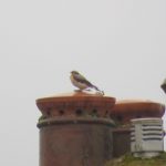 Wheatear, Little Woodcote (I Jones).