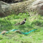 Ring Ouzel, Richmond Park (J Reeves).