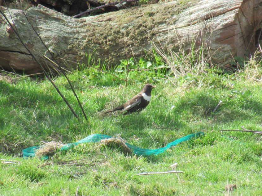 Ring Ouzel, Richmond Park (J Reeves).
