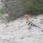 Hoopoe, Frensham Little Pond (E Stubbs).