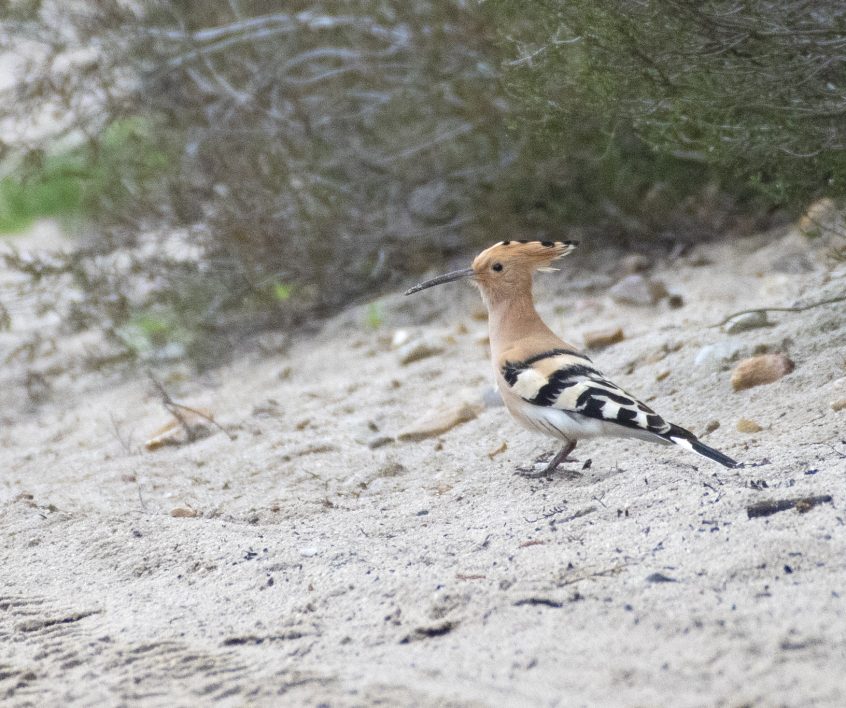 Hoopoe, Frensham Little Pond (E Stubbs).