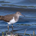 Common Sandpiper, Hogsmill SF (R Inns).