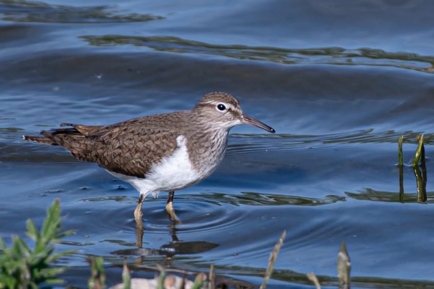 Common Sandpiper, Hogsmill SF (R Inns).