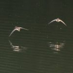 Common Sandpipers, Buckland Park Lake (W Attridge).