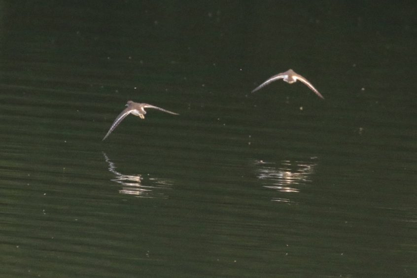 Common Sandpipers, Buckland Park Lake (W Attridge).