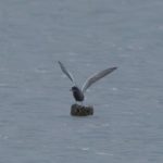 Black Tern, Tice's Meadow (T Inns).