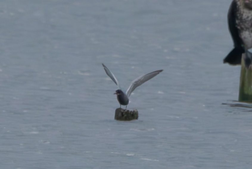 Black Tern, Tice's Meadow (T Inns).