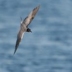 Black Tern, Island Barn Reservoir (C Turner).