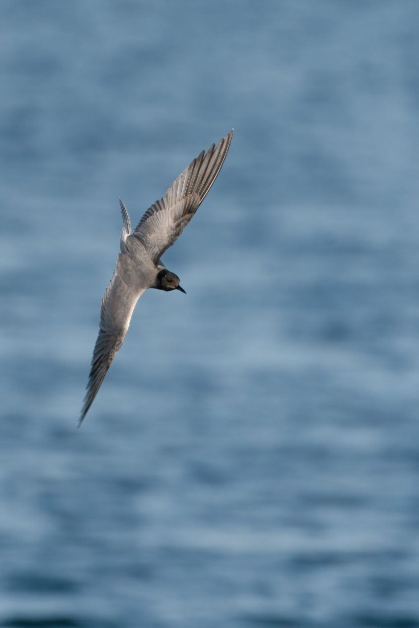 Black Tern, Island Barn Reservoir (C Turner).