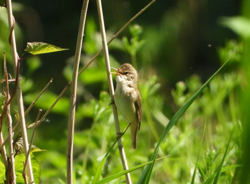 Marsh Warbler, Colliers Wood (J Snell).
