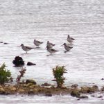 Greenshank, Beddington Farmlands (P Rogers).