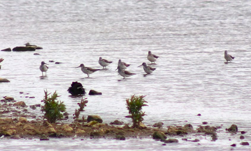 Greenshank, Beddington Farmlands (P Rogers).