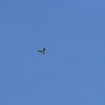 Common Sandpiper, Holmethorpe SP (G Hay).