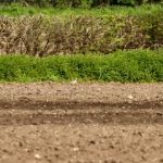 Whimbrel, Holmethorpe SP (G Hay).