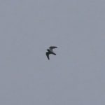 Ringed Plover, Holmethorpe SP (G Hay).