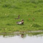 Garganey, Holmethorpe SP (G Hay).