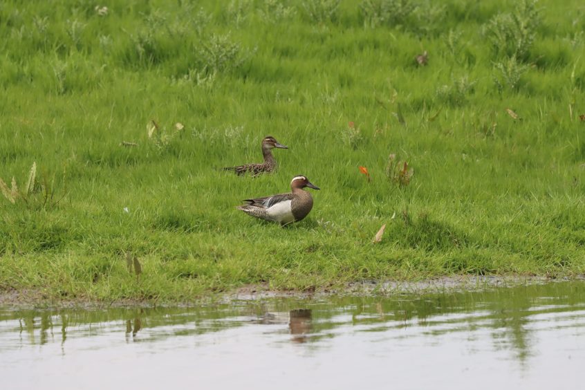 Garganey, Holmethorpe SP (G Hay).