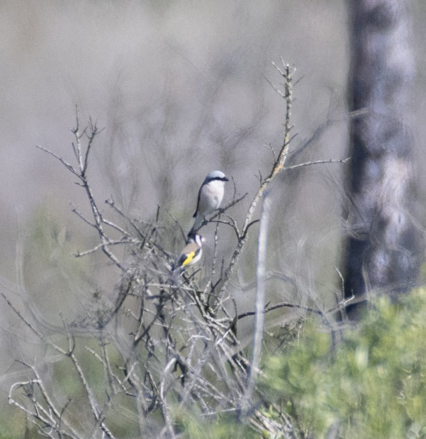 Red-backed Shrike, Thursley Common (E Stubbs).