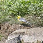 Citrine Wagtail, London Wetland Centre (E Stubbs).