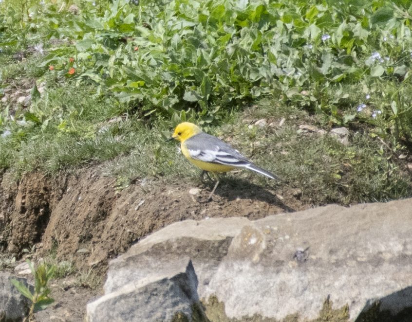 Citrine Wagtail, London Wetland Centre (E Stubbs).