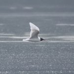 Mediterranean Gull, Frensham Great Pond (E Stubbs).