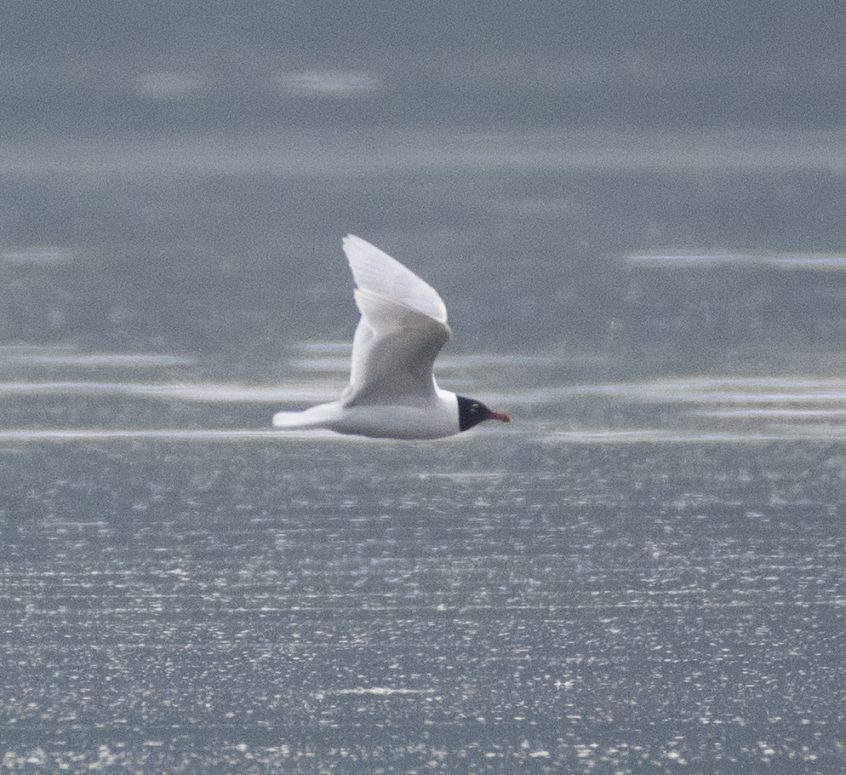 Mediterranean Gull, Frensham Great Pond (E Stubbs).