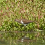 Common Sandpiper, Unstead SF (J Snell).