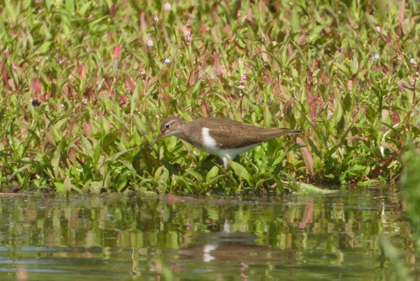 Common Sandpiper, Unstead SF (J Snell).