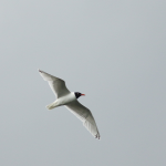 Mediterranean Gull, Island Barn Reservoir (D Harris).