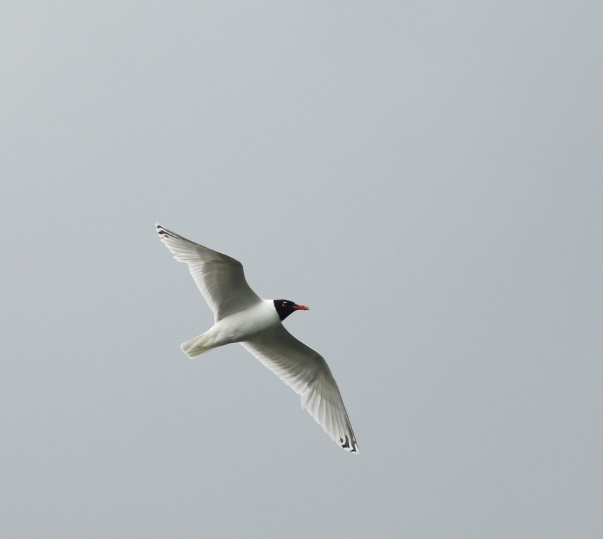 Mediterranean Gull, Island Barn Reservoir (D Harris).
