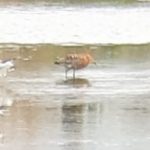 Black-tailed Godwit, Beddington Farmlands (R Walker).