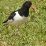 Oystercatcher, Beddington Farmlands (D Warren).