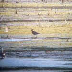 Black-tailed Godwit, Tice's Meadow (K Duncan0.