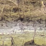 Wood Sandpiper, Tice's Meadow (K Duncan).